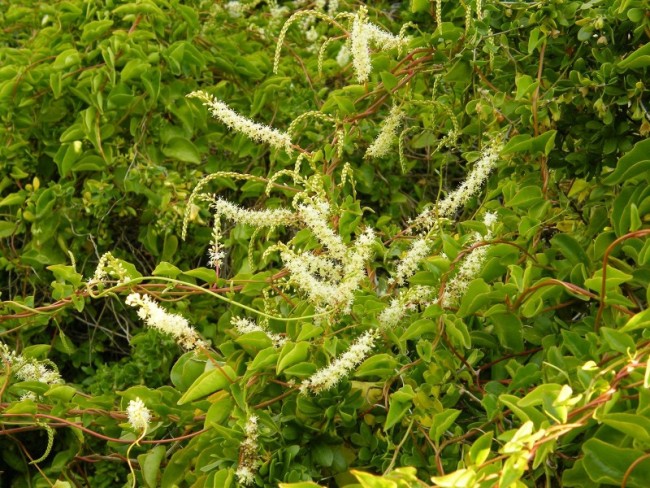 Madeira (mignonette) vine