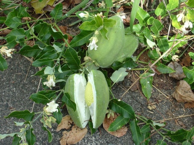 Moth plant. 
