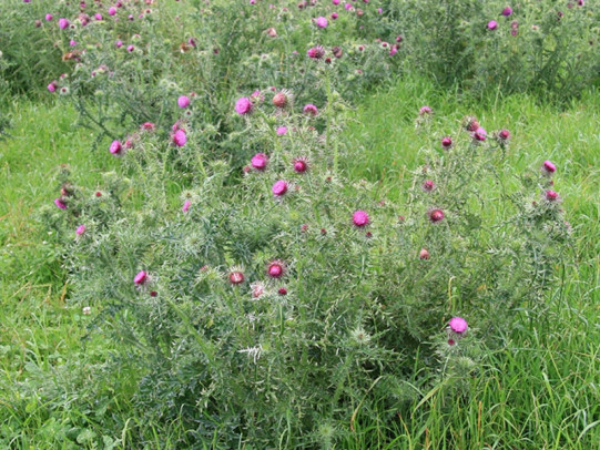 Nodding thistle