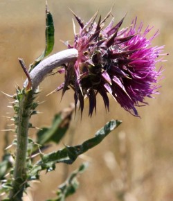 Nodding thistle