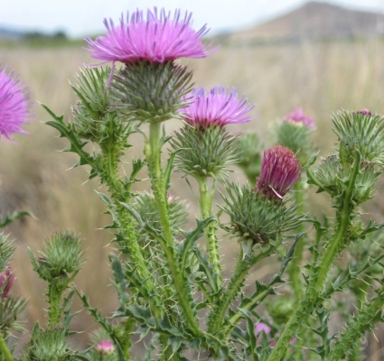 Plumeless thistle.
