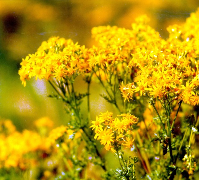 Ragwort