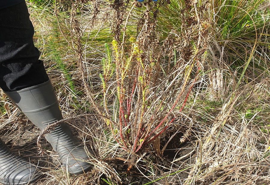 Sea Spurge web