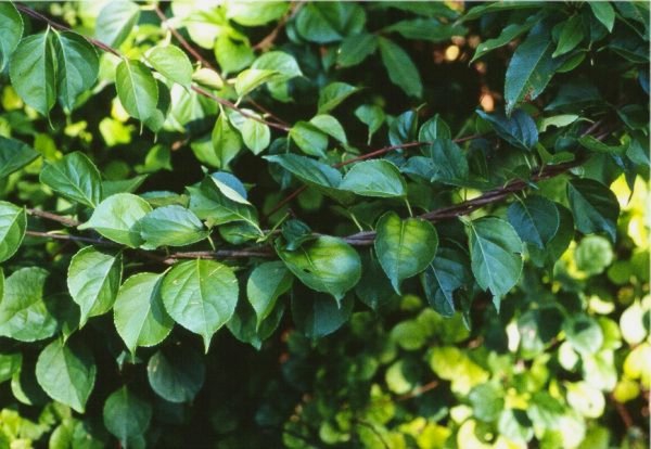 Climbing spindleberry