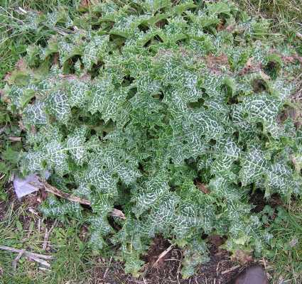 Variegated thistle