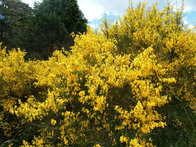 Wild broom.