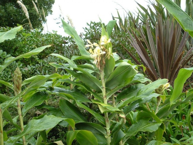 Yellow ginger. 