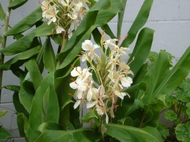 Yellow ginger