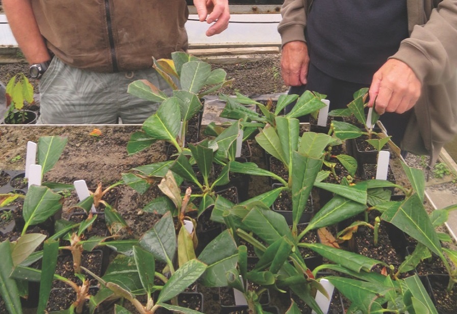 Rhododendron cuttings at Pukeiti. 