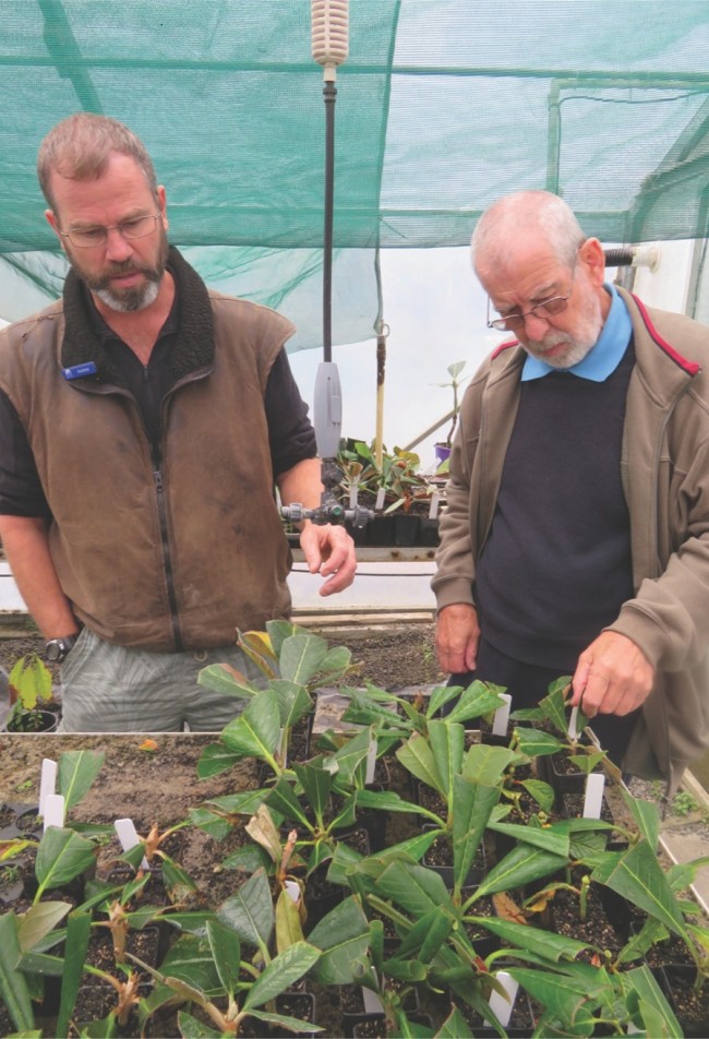 Andrew Brooker and Graham Smith with rhodo cuttings.