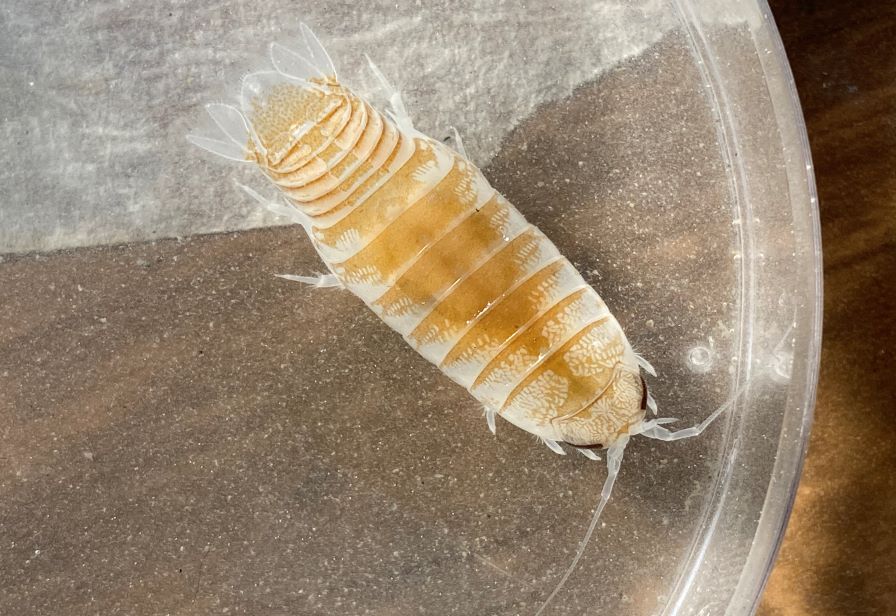 Beware of sea lice and other biting ocean critters / Taranaki Regional  Council