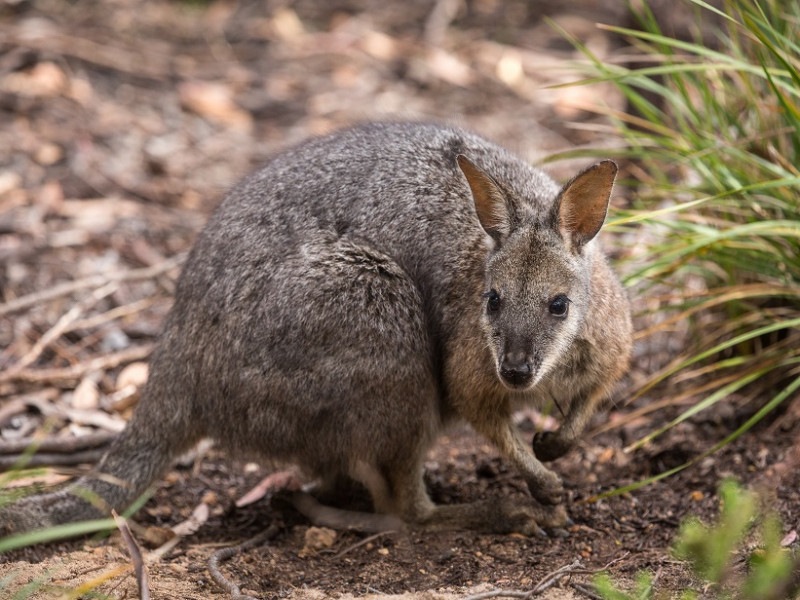 Stock image of a dama wallaby dama wallaby web
