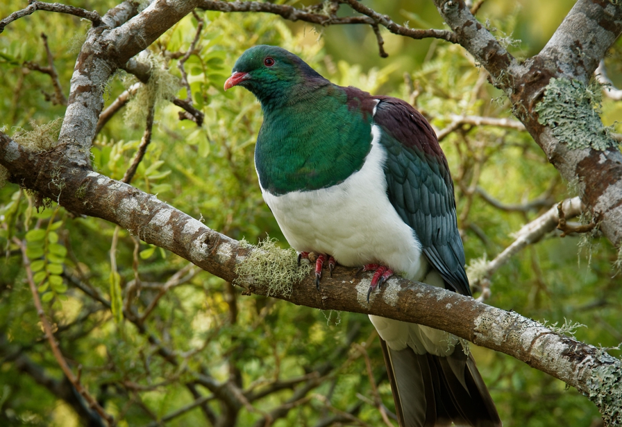 Kereru in kowhai tree 896px