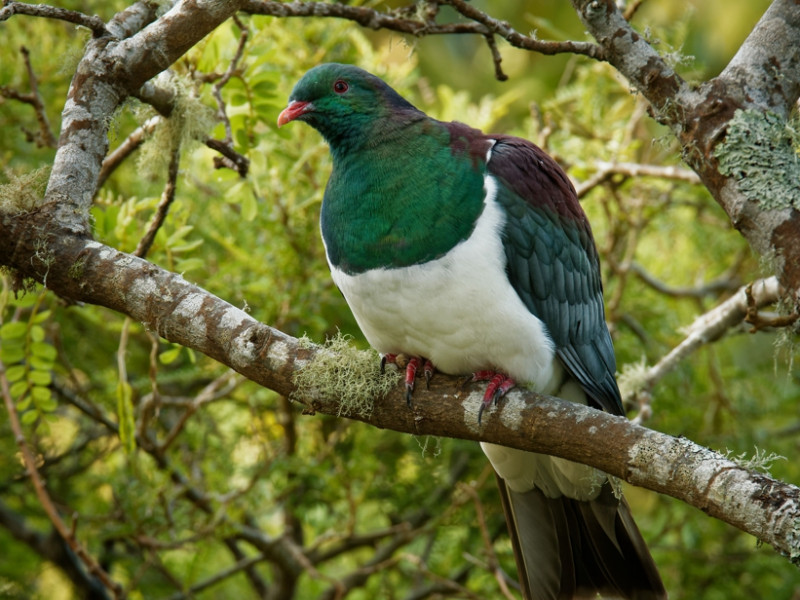 Kereru in kowhai tree 896px