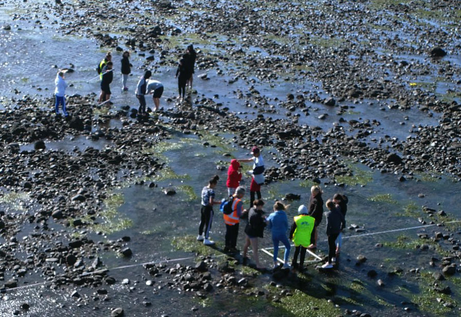 Click to view larger image Seagrass monitoring at Orapa Reef