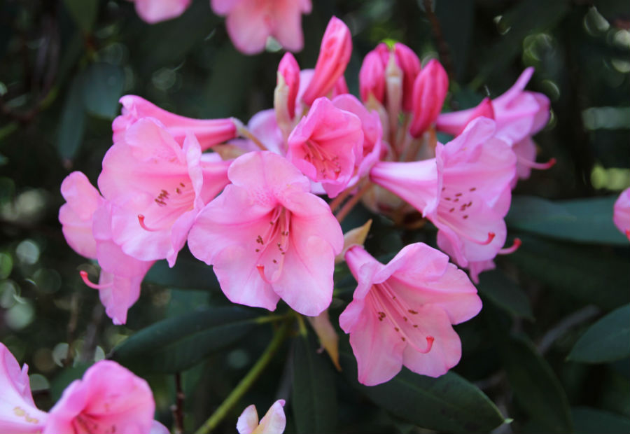 Photo of flowers at Hollard Gardens