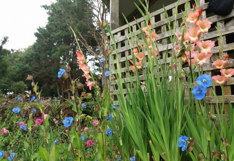 Picture of flowers in summer at Hollards