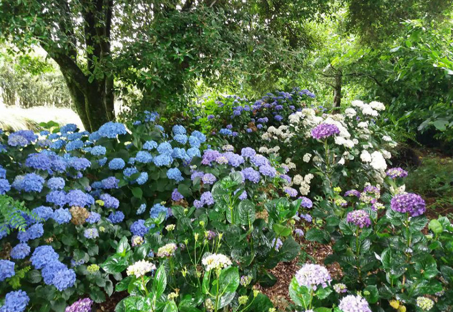 Purple flowers in summer at Hollards