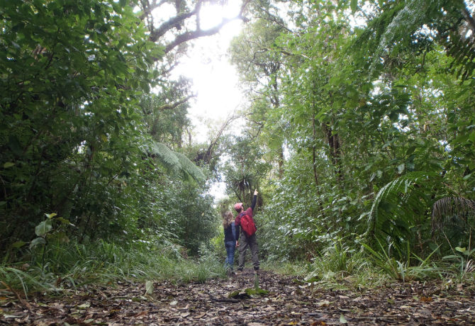 Rainforest Tracks image