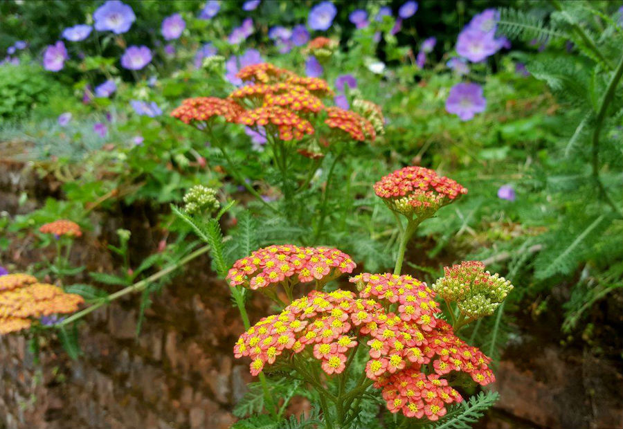 Flowering Achilleas and Geraniums cascading over one of Tūpare's many brick walls