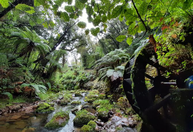 Pukeiti waterwheel