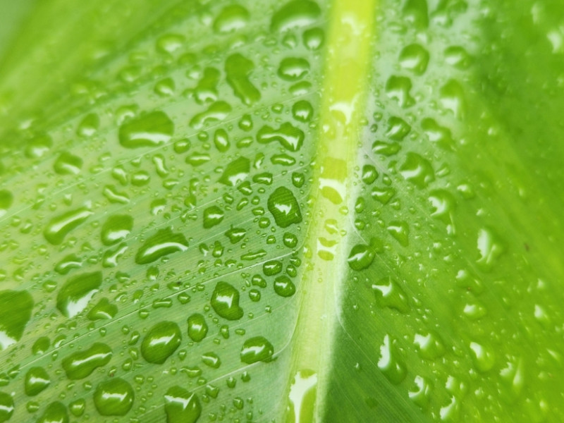 Water on leaf April 2024 Rainfall 896x616