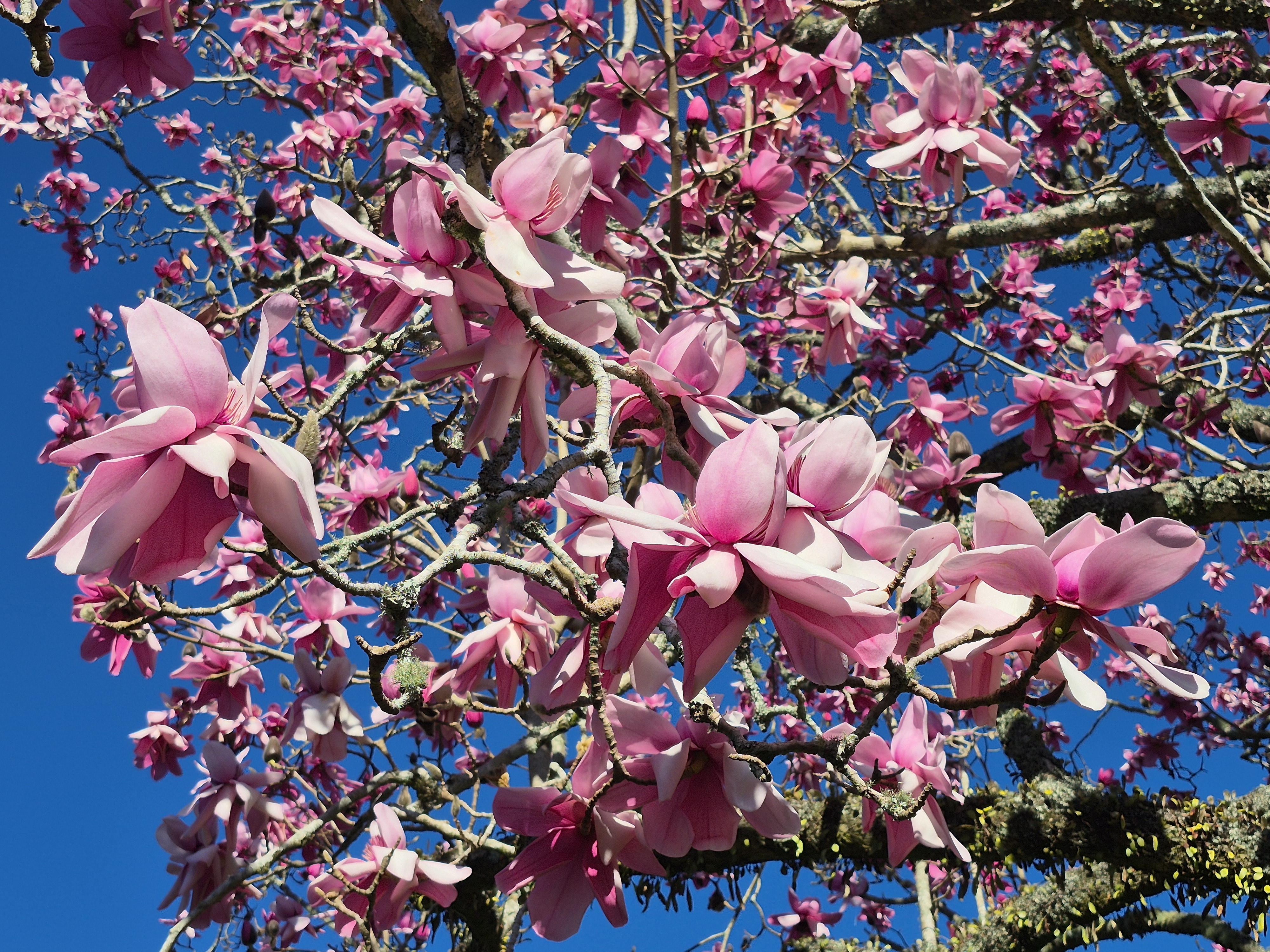 11 Magnolia campbellii