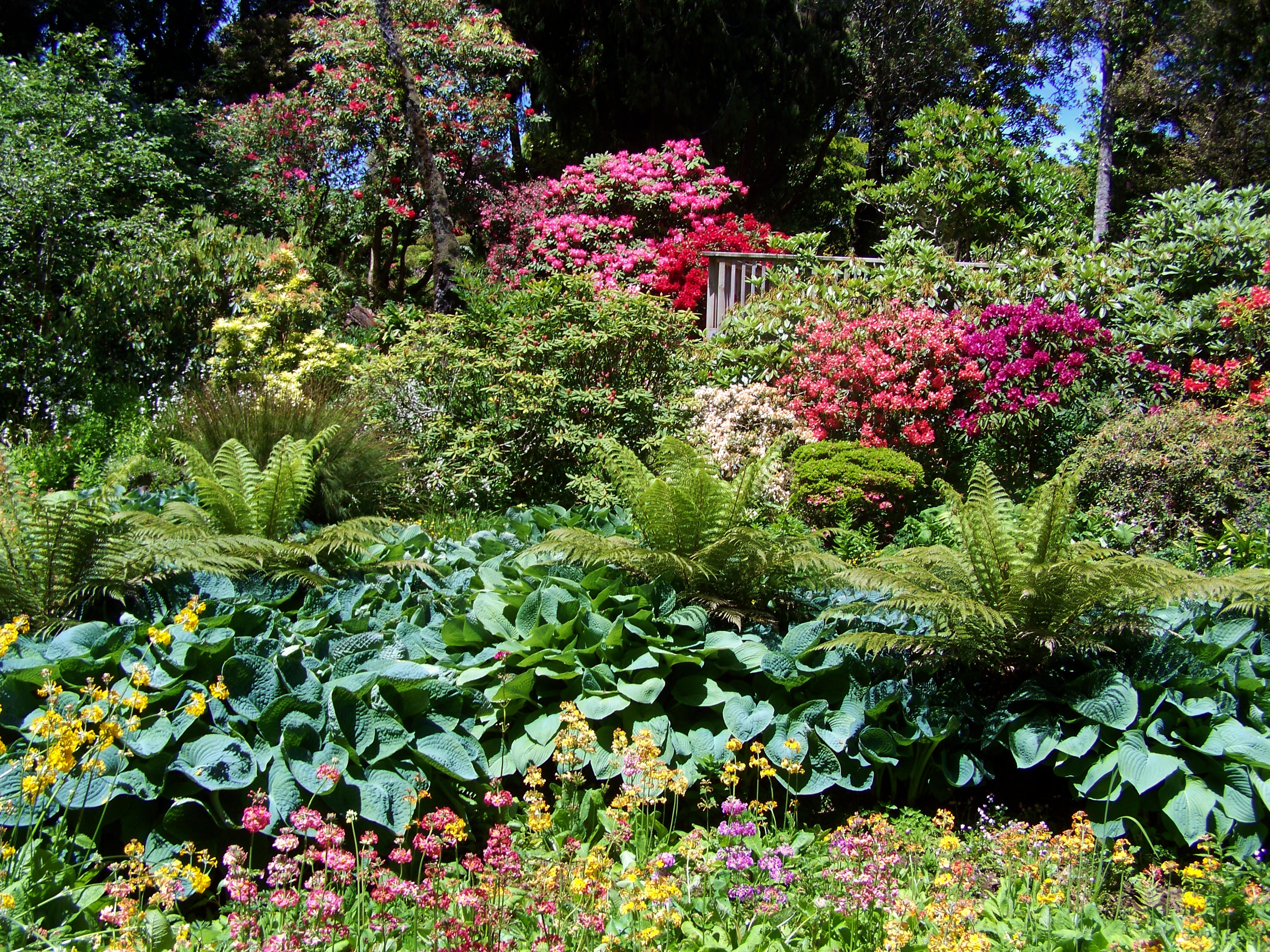 13   Hollard Garden   Swamp (2)