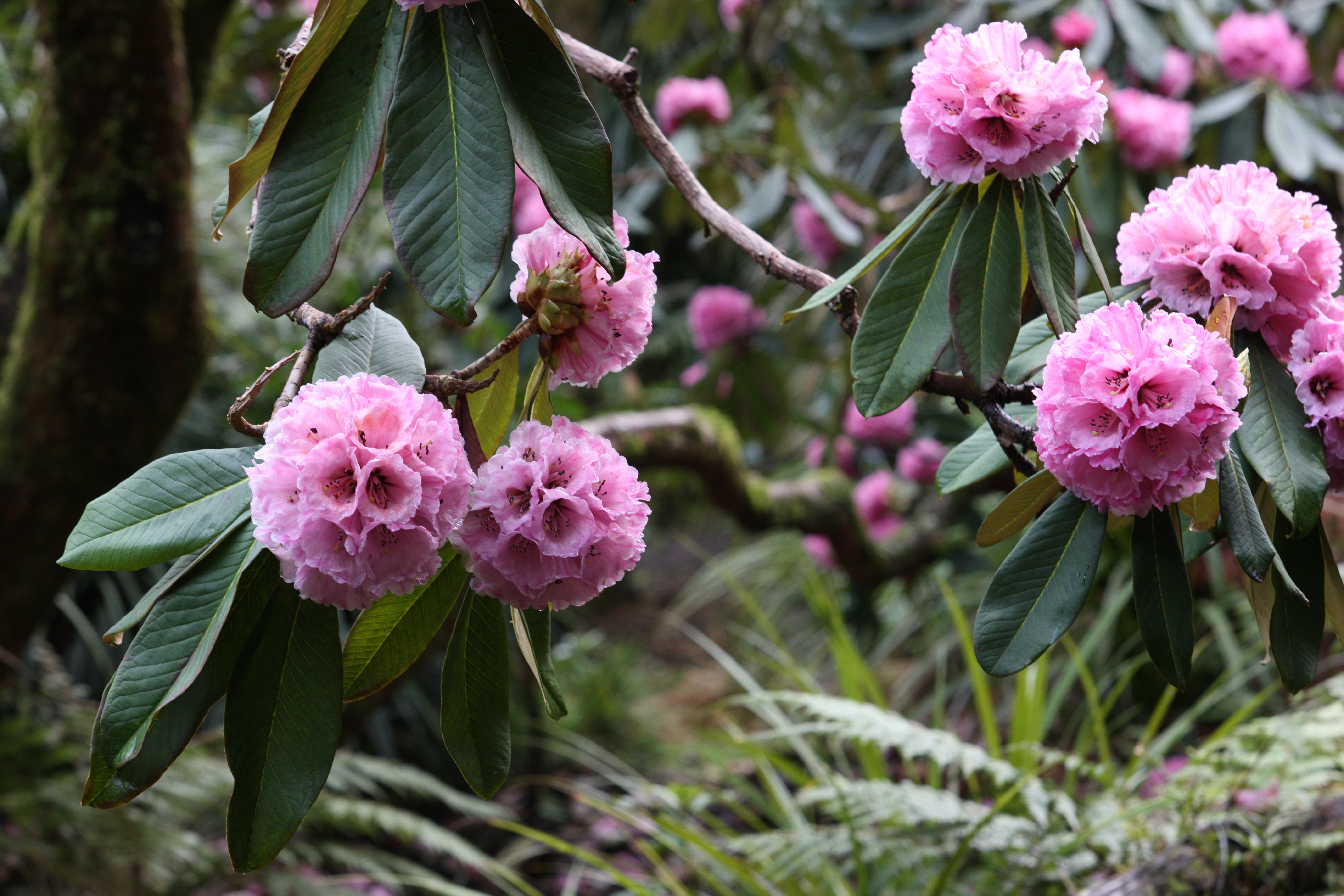 9   Rhododendron protistum Pukeiti