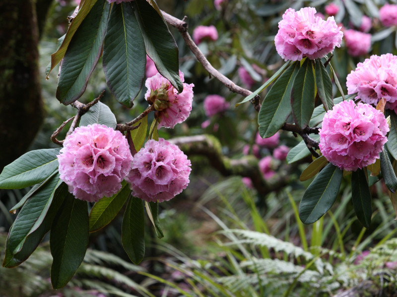 9   Rhododendron protistum Pukeiti