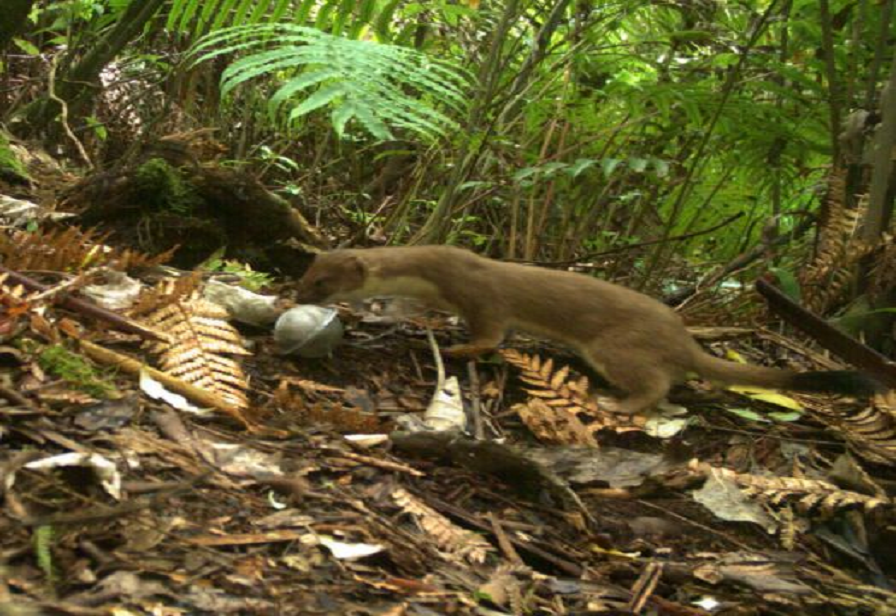 FRODO 2583810 v1 Stoat 046 359 resized