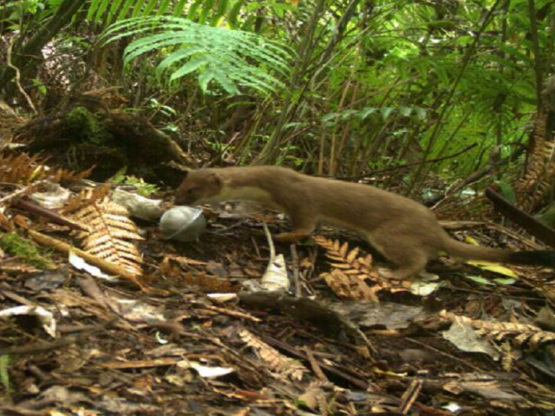 FRODO 2583810 v1 Stoat 046 359 resized